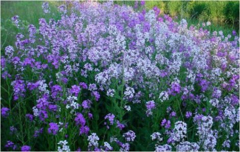 Growing Wild: A ‘How-To’ Guide for Avoiding Weed-Filled Wildflower Mixes Image